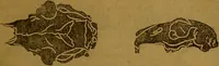 Picture 19 of 63 from New illustrated self-instructor in phrenology and physiology : with over one hundred engravings, together with the chart and character of ... as marked by ... / by O.S. and L.N. Fowler. (1864), leaf 67
