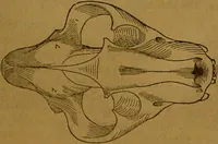 An illustration from New illustrated self-instructor in phrenology and physiology : with over one hundred engravings, together with the chart and character of ... as marked by ... / by O.S. and L.N. Fowler. (1864)