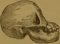 Picture 22 of 63 from New illustrated self-instructor in phrenology and physiology : with over one hundred engravings, together with the chart and character of ... as marked by ... / by O.S. and L.N. Fowler. (1864), leaf 68