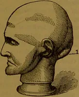 An illustration from New illustrated self-instructor in phrenology and physiology : with over one hundred engravings, together with the chart and character of ... as marked by ... / by O.S. and L.N. Fowler. (1864)