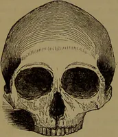 An illustration from New illustrated self-instructor in phrenology and physiology : with over one hundred engravings, together with the chart and character of ... as marked by ... / by O.S. and L.N. Fowler. (1872)