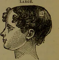 An illustration from New illustrated self-instructor in phrenology and physiology : with over one hundred engravings, together with the chart and character of ... as marked by ... / by O.S. and L.N. Fowler. (1872)