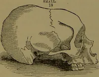 An illustration from New illustrated self-instructor in phrenology and physiology : with over one hundred engravings, together with the chart and character of ... as marked by ... / by O.S. and L.N. Fowler. (1872)
