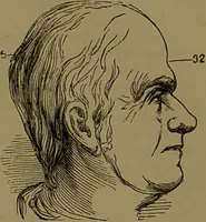 An illustration from New illustrated self-instructor in phrenology and physiology : with over one hundred engravings, together with the chart and character of ... as marked by ... / by O.S. and L.N. Fowler. (1872)