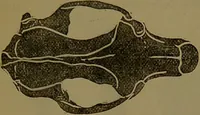 An illustration from New illustrated self-instructor in phrenology and physiology : with over one hundred engravings, together with the chart and character of ... as marked by ... / by O.S. and L.N. Fowler. (1872)