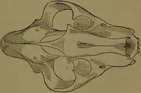 Picture 20 of 63 from New illustrated self-instructor in phrenology and physiology : with over one hundred engravings, together with the chart and character of ... as marked by ... / by O.S. and L.N. Fowler. (1872), leaf 67