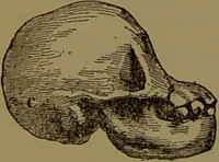 Picture 22 of 63 from New illustrated self-instructor in phrenology and physiology : with over one hundred engravings, together with the chart and character of ... as marked by ... / by O.S. and L.N. Fowler. (1872), leaf 68