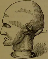 An illustration from New illustrated self-instructor in phrenology and physiology : with over one hundred engravings, together with the chart and character of ... as marked by ... / by O.S. and L.N. Fowler. (1872)