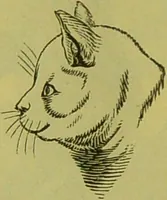 An illustration from How to study strangers by temperament, face and head : A sequel to "Heads and faces" / by Nelson Sizer. (1895)