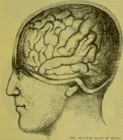 An illustration from How to study strangers by temperament, face and head : A sequel to "Heads and faces" / by Nelson Sizer. (1895)