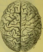An illustration from How to study strangers by temperament, face and head : A sequel to "Heads and faces" / by Nelson Sizer. (1895)