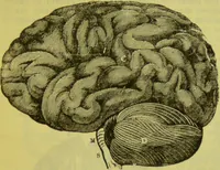 An illustration from How to study strangers by temperament, face and head : A sequel to "Heads and faces" / by Nelson Sizer. (1895)