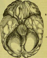 An illustration from How to study strangers by temperament, face and head : A sequel to "Heads and faces" / by Nelson Sizer. (1895)
