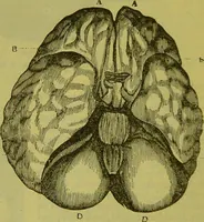 Picture 18 of 160 from How to study strangers by temperament, face and head : A sequel to "Heads and faces" / by Nelson Sizer. (1895), leaf 30