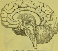 An illustration from How to study strangers by temperament, face and head : A sequel to "Heads and faces" / by Nelson Sizer. (1895)