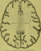 Picture 20 of 160 from How to study strangers by temperament, face and head : A sequel to "Heads and faces" / by Nelson Sizer. (1895), leaf 32