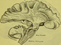 An illustration from How to study strangers by temperament, face and head : A sequel to "Heads and faces" / by Nelson Sizer. (1895)