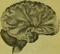 An illustration from How to study strangers by temperament, face and head : A sequel to "Heads and faces" / by Nelson Sizer. (1895)