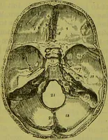 An illustration from How to study strangers by temperament, face and head : A sequel to "Heads and faces" / by Nelson Sizer. (1895)