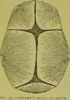 Picture 29 of 160 from How to study strangers by temperament, face and head : A sequel to "Heads and faces" / by Nelson Sizer. (1895), leaf 44