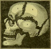 Picture 31 of 160 from How to study strangers by temperament, face and head : A sequel to "Heads and faces" / by Nelson Sizer. (1895), leaf 45