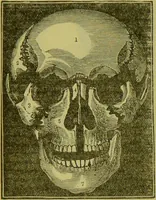 An illustration from How to study strangers by temperament, face and head : A sequel to "Heads and faces" / by Nelson Sizer. (1895)