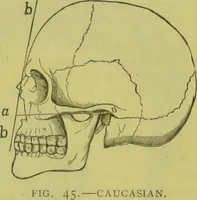 Picture 40 of 160 from How to study strangers by temperament, face and head : A sequel to "Heads and faces" / by Nelson Sizer. (1895), leaf 55