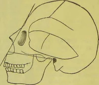 An illustration from How to study strangers by temperament, face and head : A sequel to "Heads and faces" / by Nelson Sizer. (1895)
