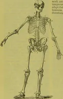 Picture 44 of 160 from How to study strangers by temperament, face and head : A sequel to "Heads and faces" / by Nelson Sizer. (1895), leaf 64