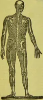 An illustration from How to study strangers by temperament, face and head : A sequel to "Heads and faces" / by Nelson Sizer. (1895)