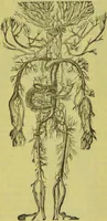 An illustration from How to study strangers by temperament, face and head : A sequel to "Heads and faces" / by Nelson Sizer. (1895)