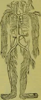 Picture 52 of 160 from How to study strangers by temperament, face and head : A sequel to "Heads and faces" / by Nelson Sizer. (1895), leaf 76
