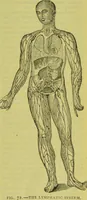 An illustration from How to study strangers by temperament, face and head : A sequel to "Heads and faces" / by Nelson Sizer. (1895)
