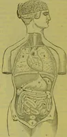 An illustration from How to study strangers by temperament, face and head : A sequel to "Heads and faces" / by Nelson Sizer. (1895)