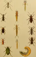 An illustration from An elementary manual of New Zealand entomology : being an introduction to the study of our native insects / With 21 coloured plates. By G.V. Hudson. (1892)