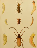 An illustration from An elementary manual of New Zealand entomology : being an introduction to the study of our native insects / With 21 coloured plates. By G.V. Hudson. (1892)