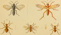 An illustration from An elementary manual of New Zealand entomology : being an introduction to the study of our native insects / With 21 coloured plates. By G.V. Hudson. (1892)
