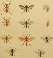 An illustration from An elementary manual of New Zealand entomology : being an introduction to the study of our native insects / With 21 coloured plates. By G.V. Hudson. (1892)