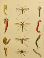 An illustration from An elementary manual of New Zealand entomology : being an introduction to the study of our native insects / With 21 coloured plates. By G.V. Hudson. (1892)