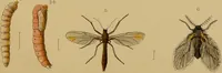 An illustration from An elementary manual of New Zealand entomology : being an introduction to the study of our native insects / With 21 coloured plates. By G.V. Hudson. (1892)