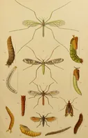 An illustration from An elementary manual of New Zealand entomology : being an introduction to the study of our native insects / With 21 coloured plates. By G.V. Hudson. (1892)