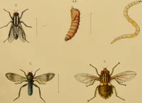 Picture 11 of 35 from An elementary manual of New Zealand entomology : being an introduction to the study of our native insects / With 21 coloured plates. By G.V. Hudson. (1892), leaf 165