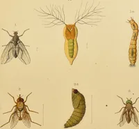 An illustration from An elementary manual of New Zealand entomology : being an introduction to the study of our native insects / With 21 coloured plates. By G.V. Hudson. (1892)