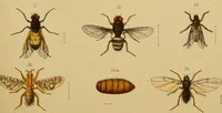 Picture 13 of 35 from An elementary manual of New Zealand entomology : being an introduction to the study of our native insects / With 21 coloured plates. By G.V. Hudson. (1892), leaf 169