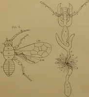 An illustration from An elementary manual of New Zealand entomology : being an introduction to the study of our native insects / With 21 coloured plates. By G.V. Hudson. (1892)