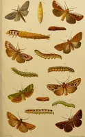 An illustration from An elementary manual of New Zealand entomology : being an introduction to the study of our native insects / With 21 coloured plates. By G.V. Hudson. (1892)