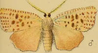An illustration from An elementary manual of New Zealand entomology : being an introduction to the study of our native insects / With 21 coloured plates. By G.V. Hudson. (1892)