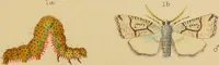 An illustration from An elementary manual of New Zealand entomology : being an introduction to the study of our native insects / With 21 coloured plates. By G.V. Hudson. (1892)