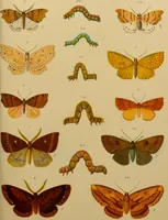 An illustration from An elementary manual of New Zealand entomology : being an introduction to the study of our native insects / With 21 coloured plates. By G.V. Hudson. (1892)