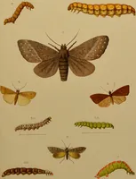 Picture 21 of 35 from An elementary manual of New Zealand entomology : being an introduction to the study of our native insects / With 21 coloured plates. By G.V. Hudson. (1892), leaf 193